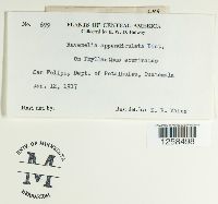 Kernkampella appendiculata image