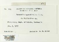 Kernkampella appendiculata image