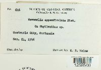 Kernkampella appendiculata image