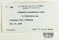 Kernkampella appendiculata image