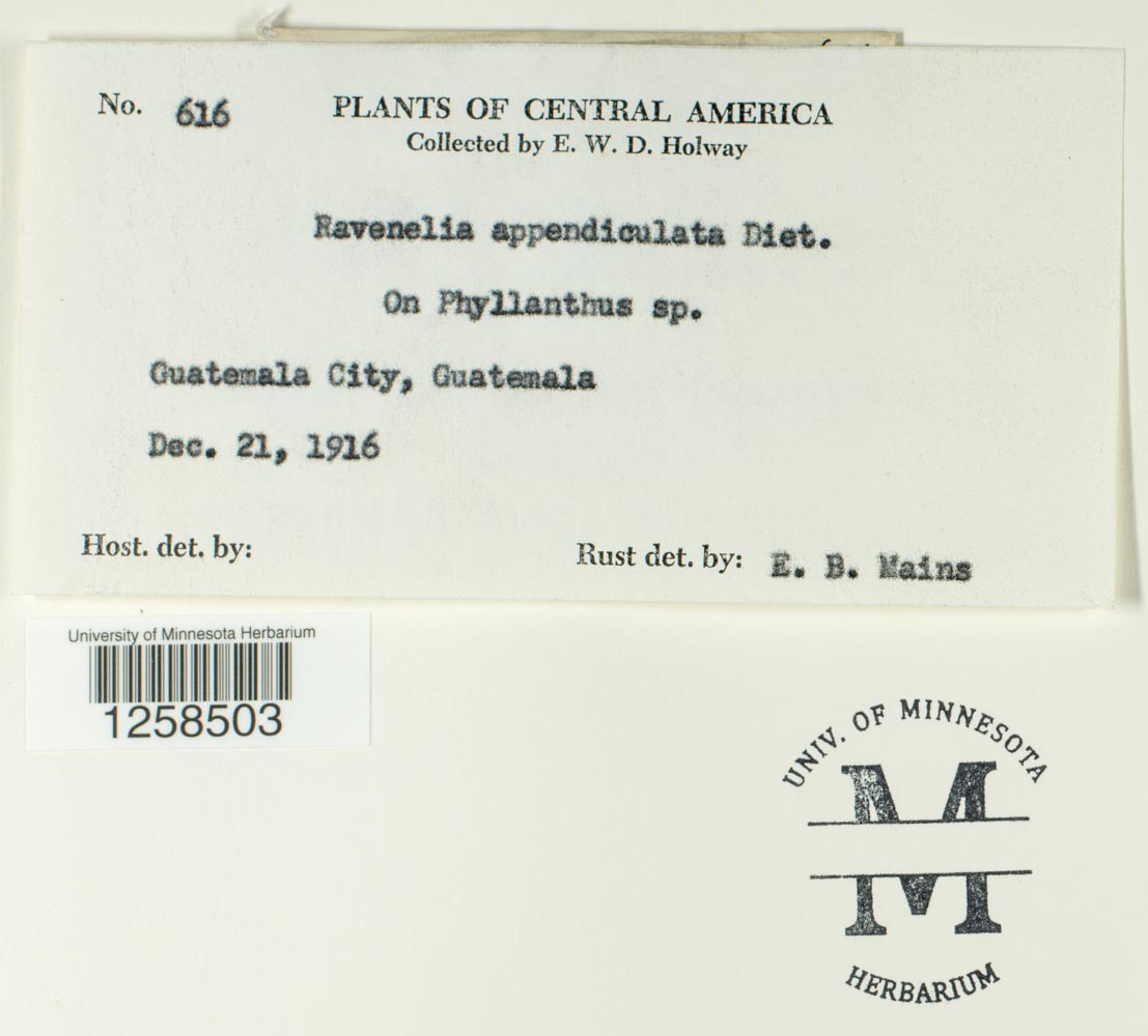 Kernkampella appendiculata image