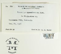 Kernkampella appendiculata image