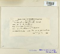 Ravenelia caulicola image