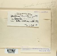 Ravenelia hieronymi image