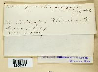 Ravenelia indigoferae image