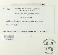 Ravenelia indigoferae image