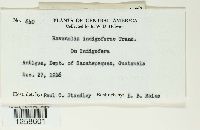 Ravenelia indigoferae image