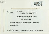 Ravenelia indigoferae image