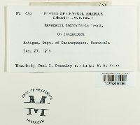 Ravenelia indigoferae image