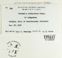 Ravenelia indigoferae image