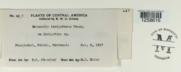 Ravenelia indigoferae image