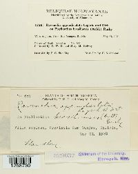 Kernkampella appendiculata image