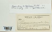 Ravenelia bakeriana image