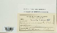 Ravenelia bakeriana image