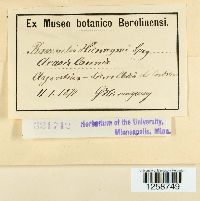 Ravenelia hieronymi image