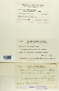 Ravenelia hieronymi image