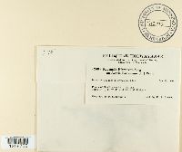 Ravenelia hieronymi image