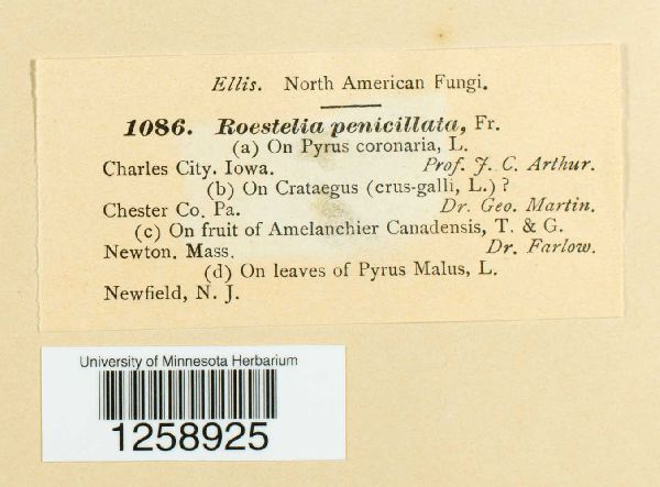 Roestelia penicillata image