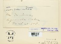 Maravalia bauhiniicola image