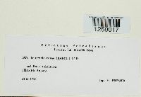 Phragmidium kamtschatkae image