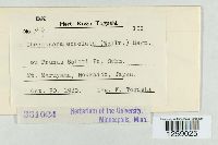 Pucciniastrum areolatum image