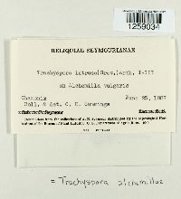 Trachyspora intrusa image