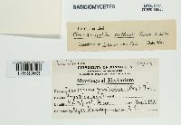 thumbnail image of current specimen
