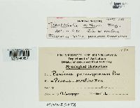 Tranzschelia arthurii image