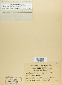Tranzschelia discolor image
