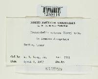 Tranzschelia cohaesa image
