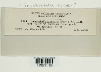 Tranzschelia discolor image
