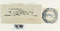Tranzschelia discolor image