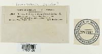 Tranzschelia discolor image