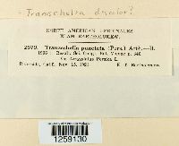 Tranzschelia discolor image