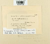 Tranzschelia discolor image
