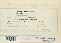 Tranzschelia suffusca image
