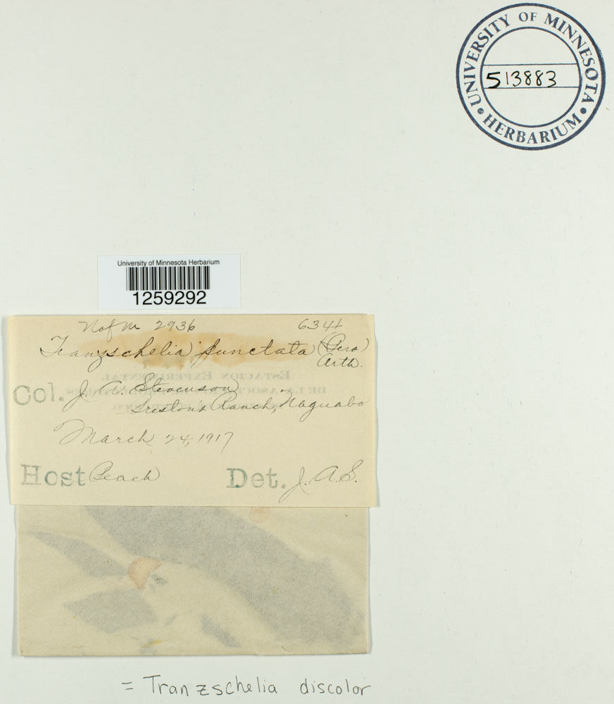 Tranzschelia discolor image
