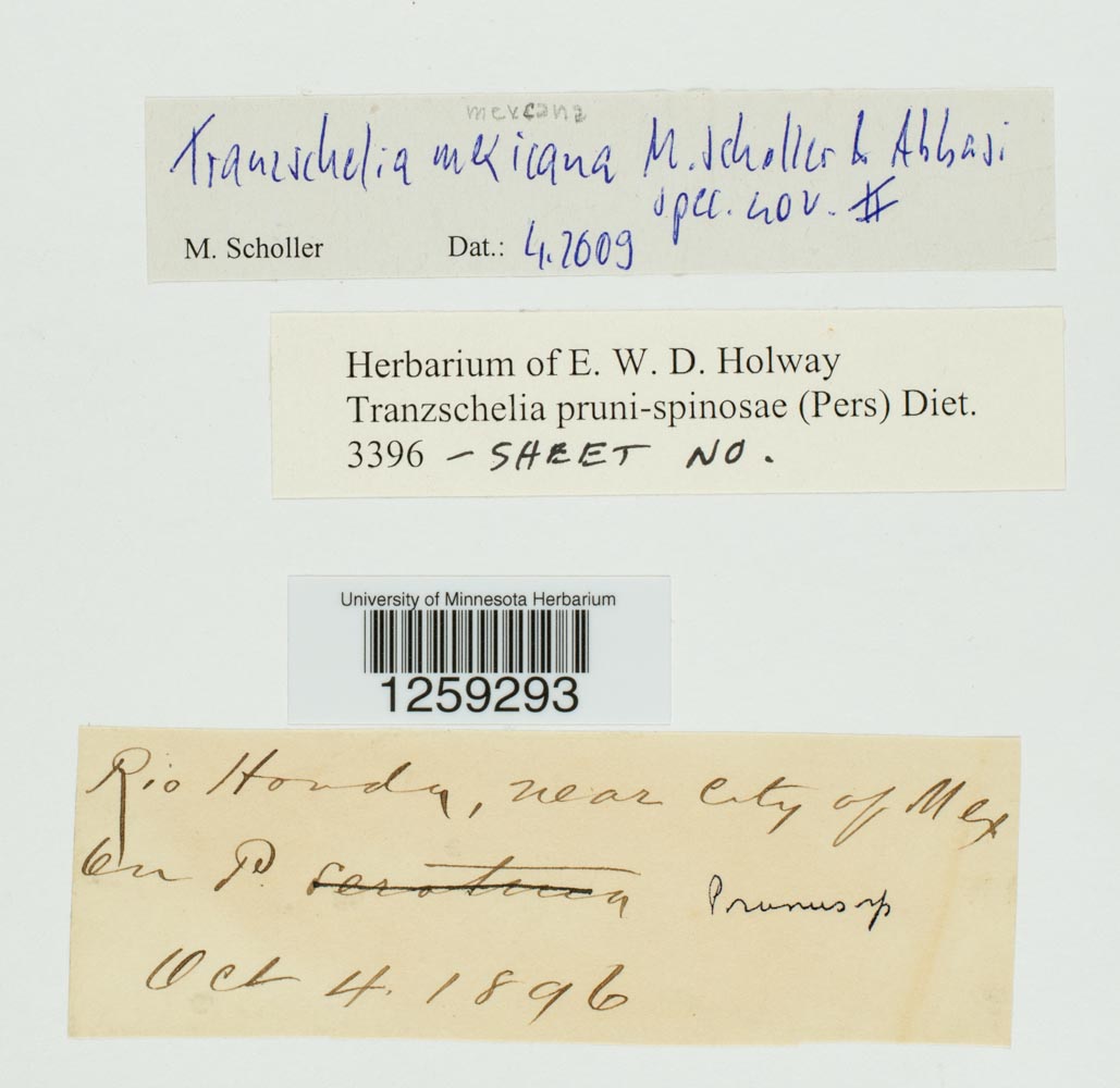Uropyxidaceae image