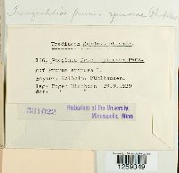 Tranzschelia discolor image