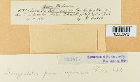 Thumbnail image of current specimen