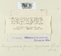 Thumbnail image of current specimen