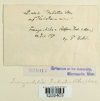 thumbnail image of current specimen