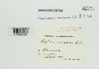 Media resource of Septoria mirabilis