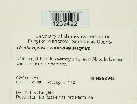 Uredinopsis osmundae image