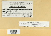 Uredinopsis struthiopteridis image