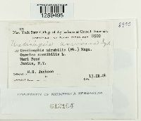 Uredinopsis americana image