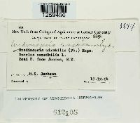 Uredinopsis americana image