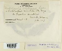 Uredinopsis americana image