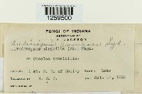 Uredinopsis americana image