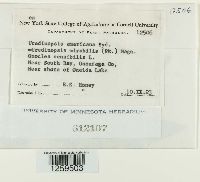 Uredinopsis americana image